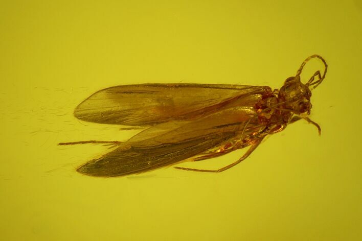 Detailed Fossil Caddisfly (Trichoptera) In Baltic Amber #170099